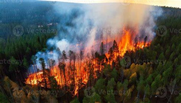 wildfire burning tree smoke