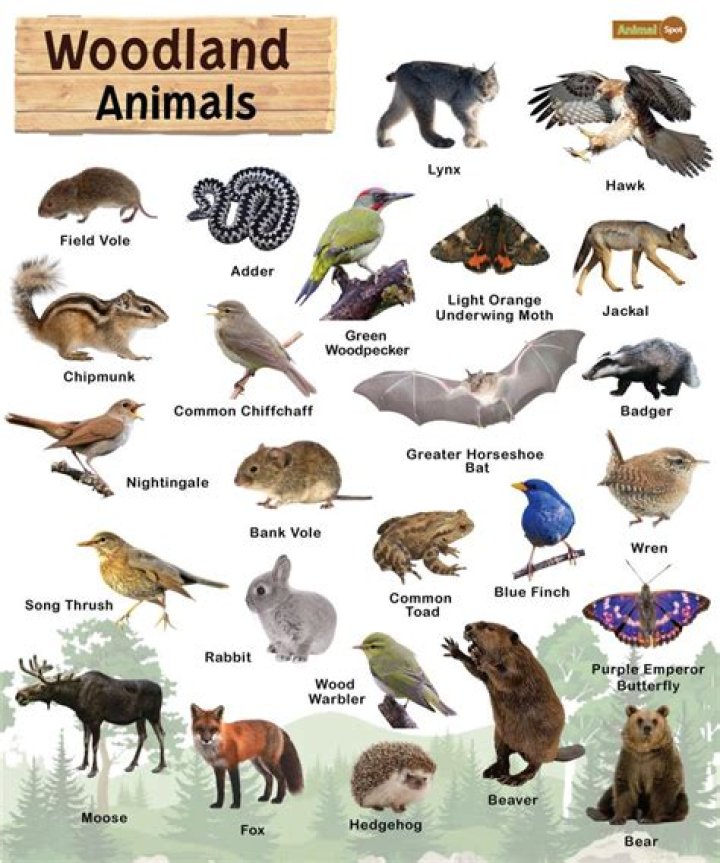 woodland animals
