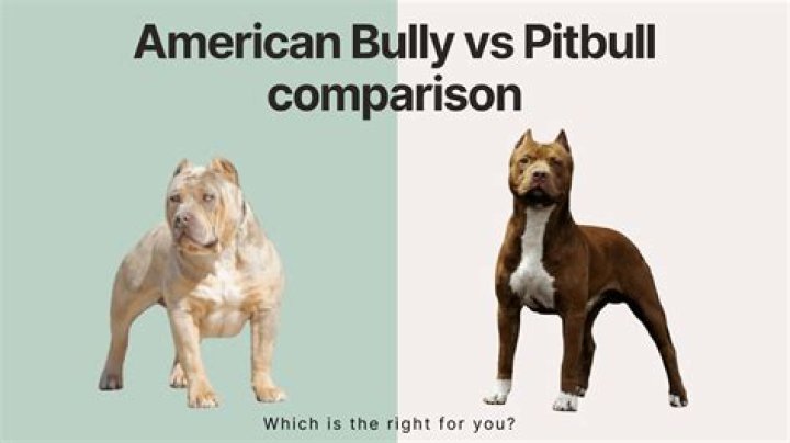 Would you ever adopt a pit bull?